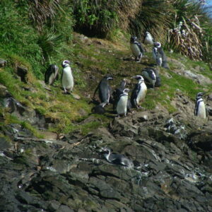 Isla de Chiloé: Ancud – Puñihuil