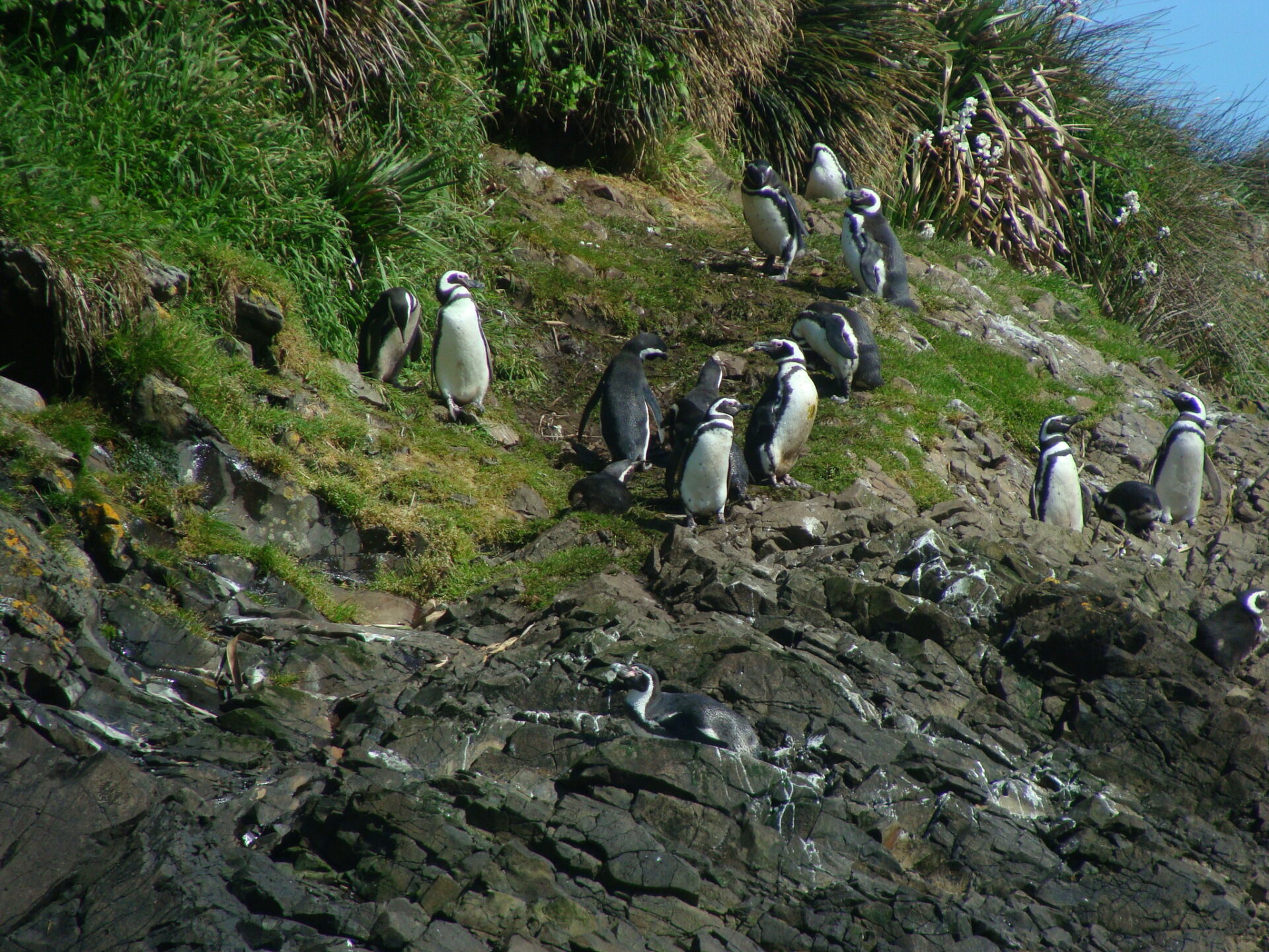 Isla de Chiloé: Ancud – Puñihuil