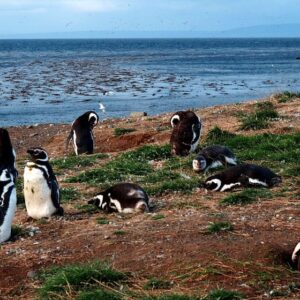 Navegación Isla Magdalena e Isla Marta